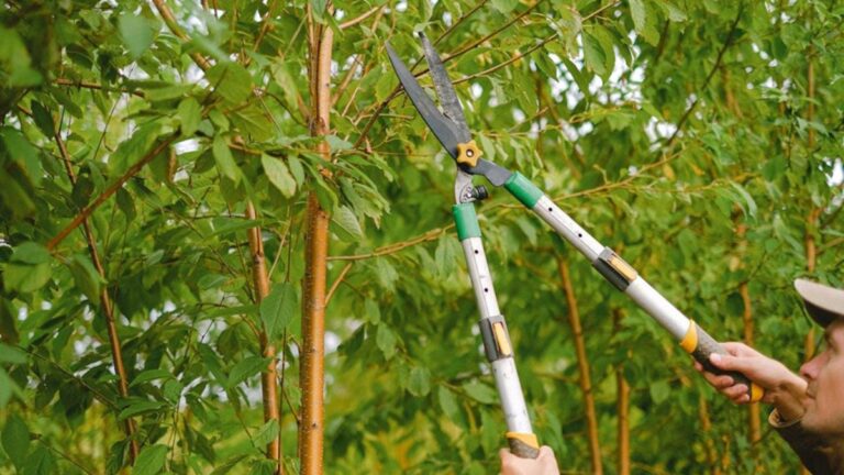 Exploring the Pros of Pruning and Nurturing Your Trees