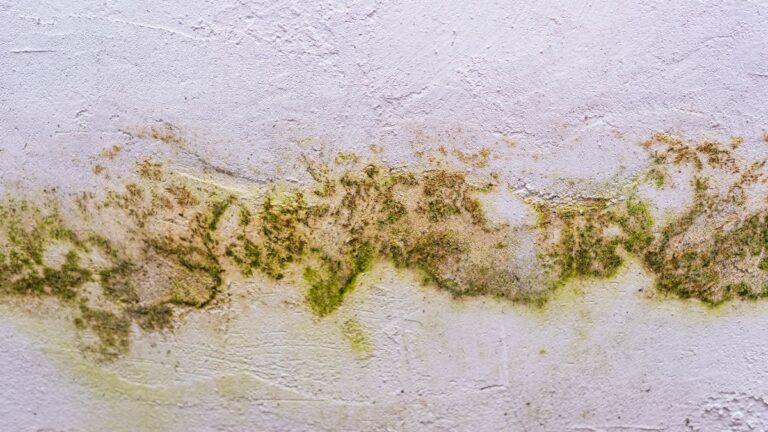 Mold Growth In Homes